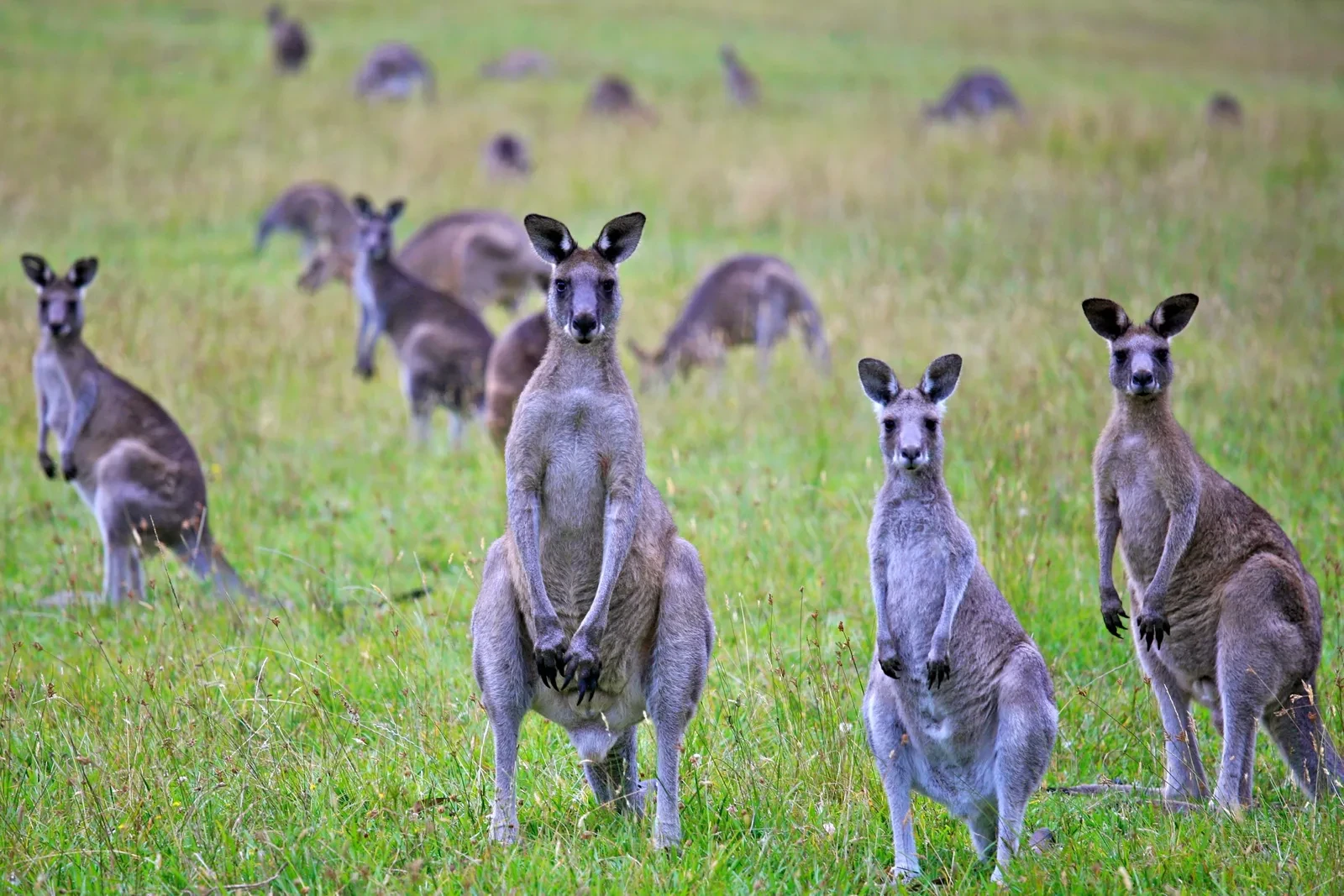 BẠN BIẾT GÌ VỀ CHUỘT TÚI KANGAROO - BIỂU TƯỢNG CỦA NƯỚC ÚC