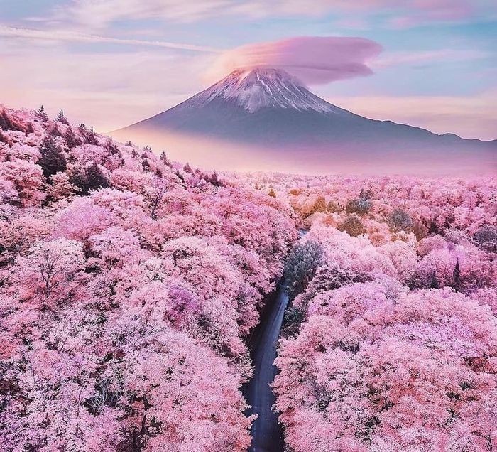 TOP 4 ĐỊA ĐIỂM NGẮM HOA ANH ĐÀO ĐẸP NHẤT TẠI NHẬT BẢN MÀ BẠN KHÔNG THỂ BỎ LỠ