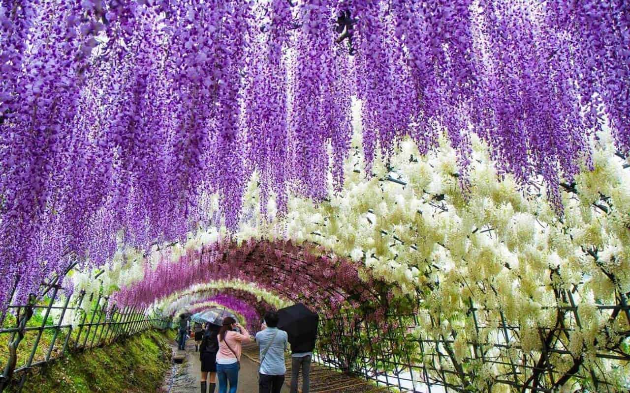 Nét đặc sắc của lễ hội hoa tử đằng đền Kameido Tenjin