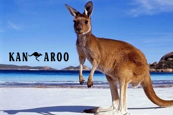 Chuột túi Kangaroo 