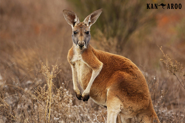 NHỮNG ĐẶC ĐIỂM CỦA CHUỘT TÚI KANGAROO