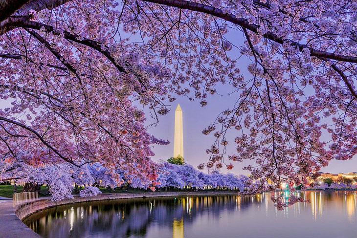 Khung cảnh hoa anh đào nở rộ bên bờ hồ Tidal Basin