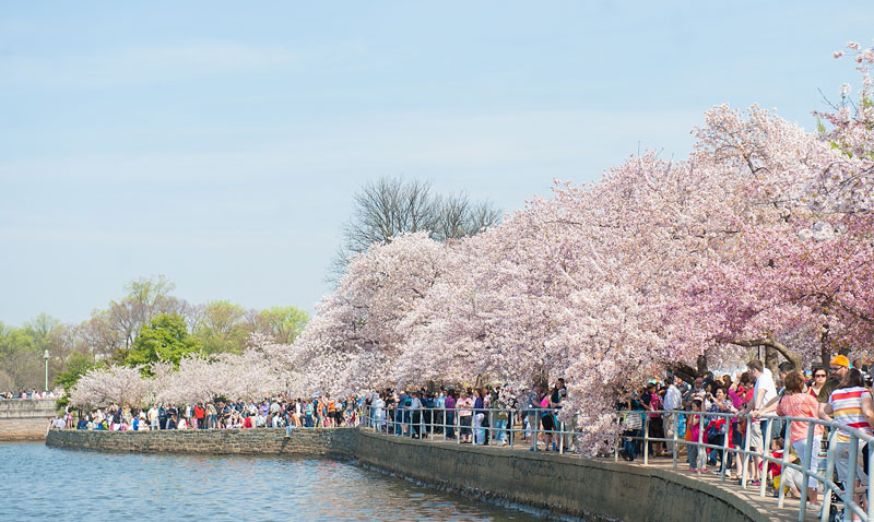 Du khách thường tập trung đông tại khu vực hồ Tidal Basin ở Thủ đô Washington D.C