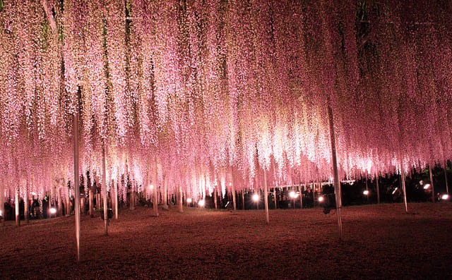  Công viên hoa Ashikaga (Tochigi)