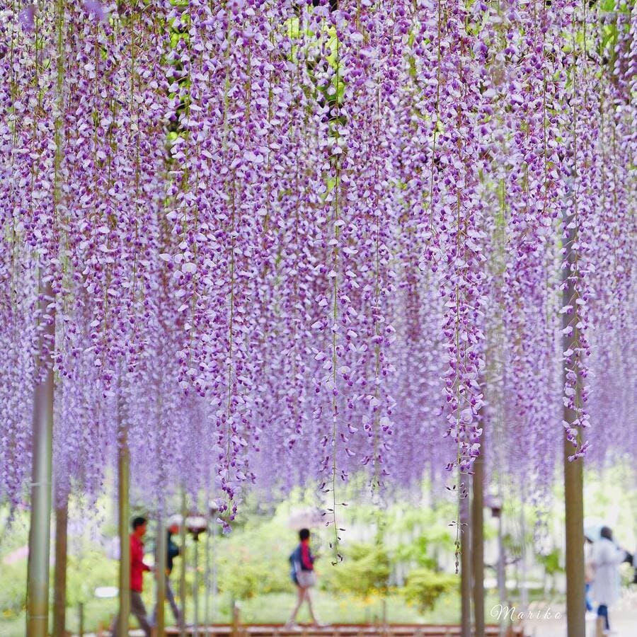  Công viên hoa Ashikaga (Tochigi)