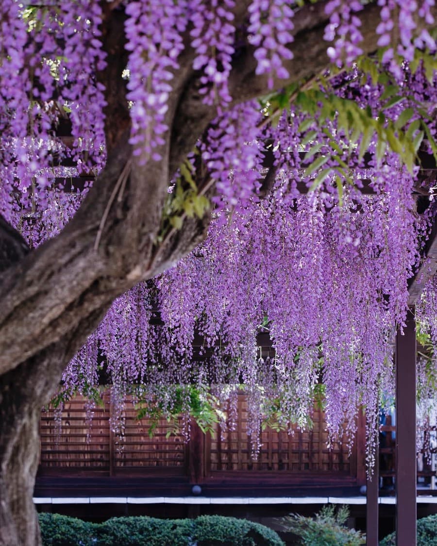 Đền Fujii-dera (Osaka)