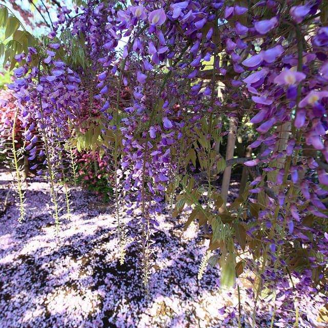  Công viên hoa Ashikaga (Tochigi)