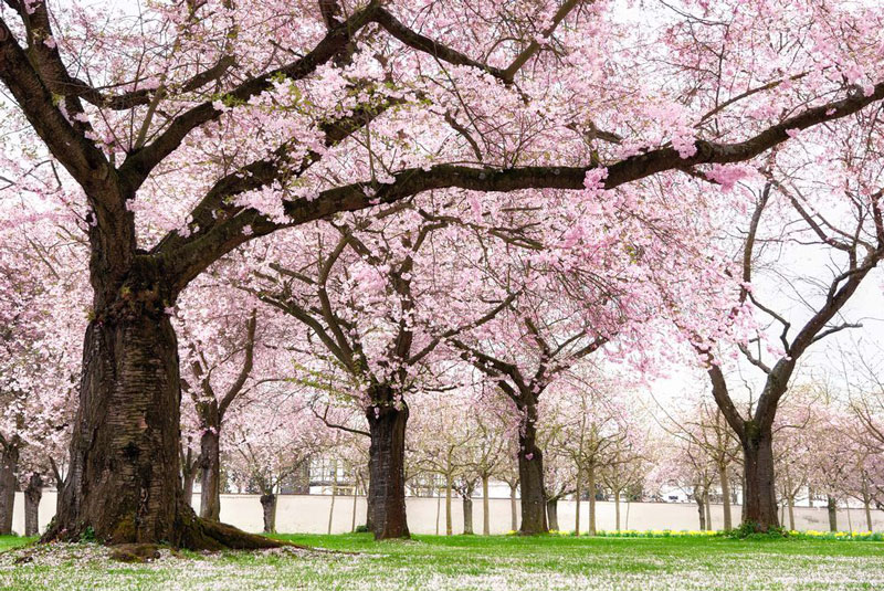 Lễ hội hoa anh đào Hanami