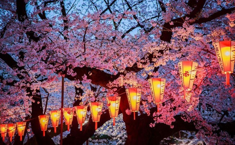 Hoa anh đào báo hiệu mùa xuân.