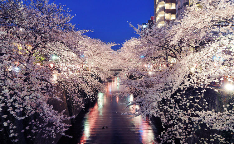 Vườn quốc gia Shinjuku Gyoen
