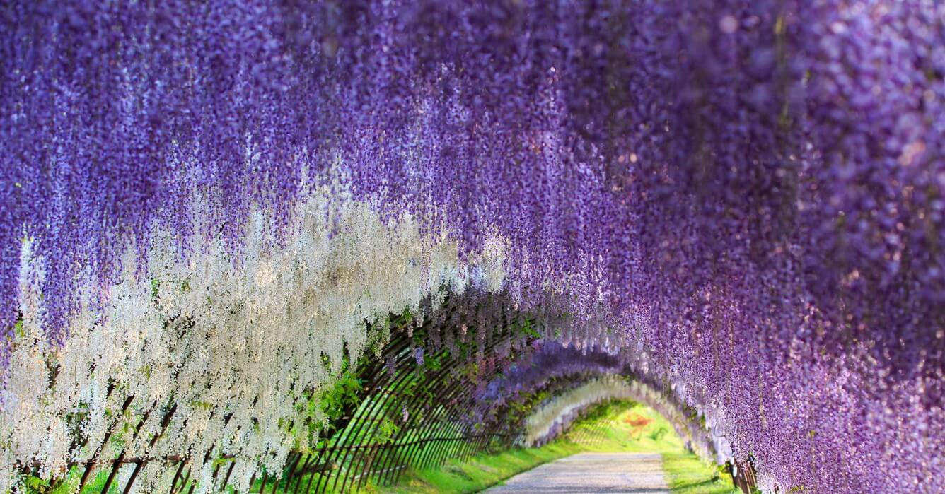 ASHIKAGA – “THIÊN ĐƯỜNG HOA TÌNH ÁI”