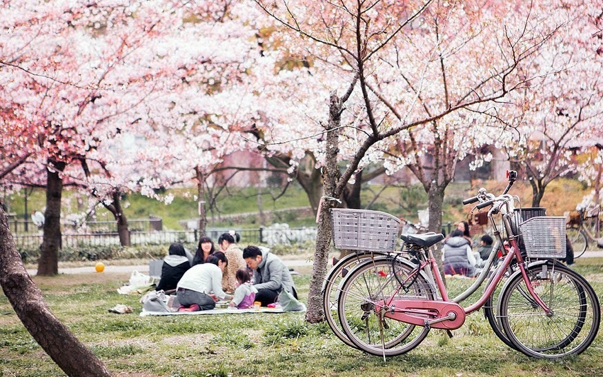 Người Nhật luôn dành thời gian đi ngắm hoa anh đào.