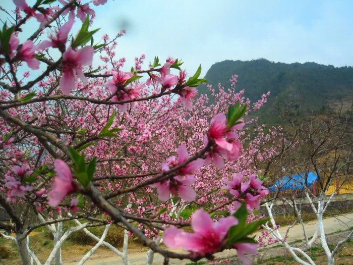 Những cánh đào phớt hồng trong nắng xuân