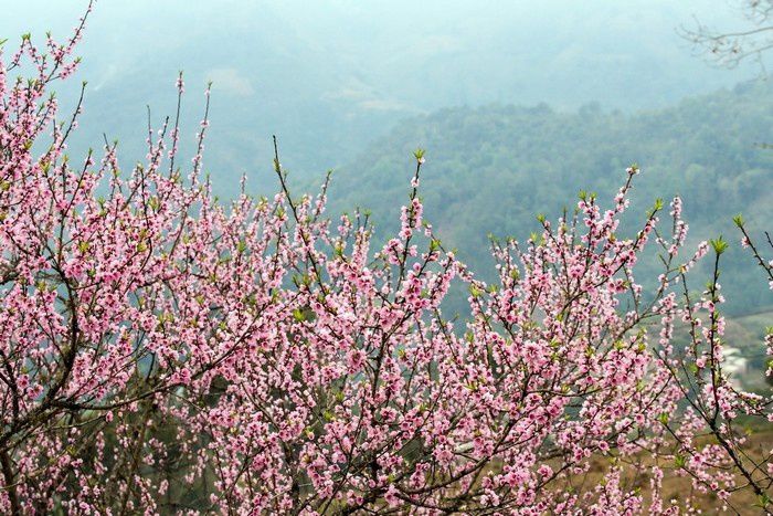Đào khoe sắc giữa núi đồi trùng điệp