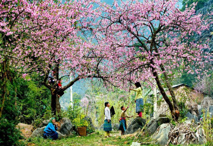 Đào tô điểm cho bản làng 