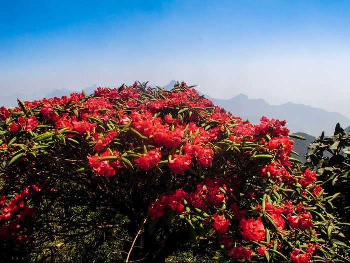 Núi rừng khoác màu áo đỗ quyên