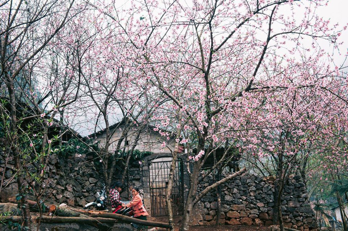 Hoa Đào trên Đông Bắc