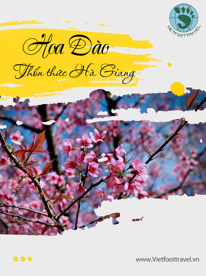 Hoa đào thổn thức Hà Giang