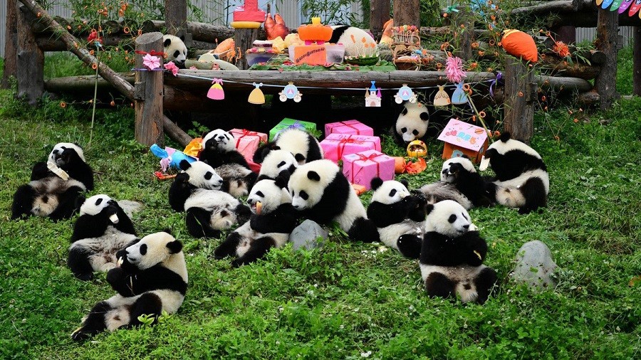 THÀNH ĐÔ - CỬU TRẠI CÂU - TRÙNG KHÁNH